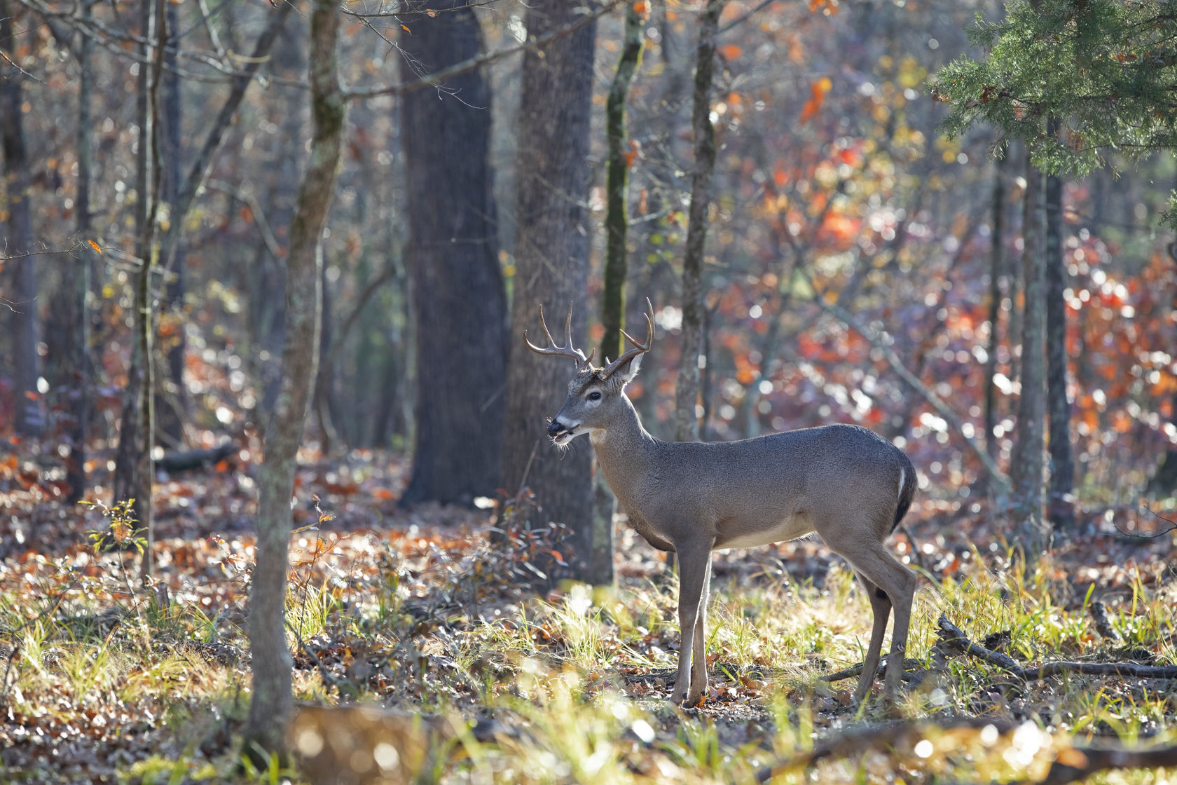 The great outdoors | In the morning